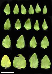 Veronica arvensis. Sequence of leaves showing a gradual transition from the base of the plant (lower left) towards the apex (upper right). Scale = 10 mm.
 Image: P.J. Garnock-Jones © P.J. Garnock-Jones CC-BY-NC 3.0 NZ